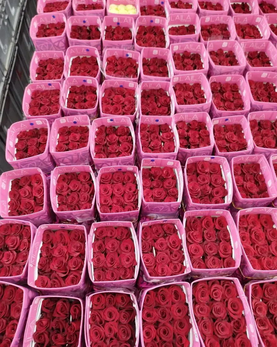 Rows of sleeved Explorer roses ready for boxing